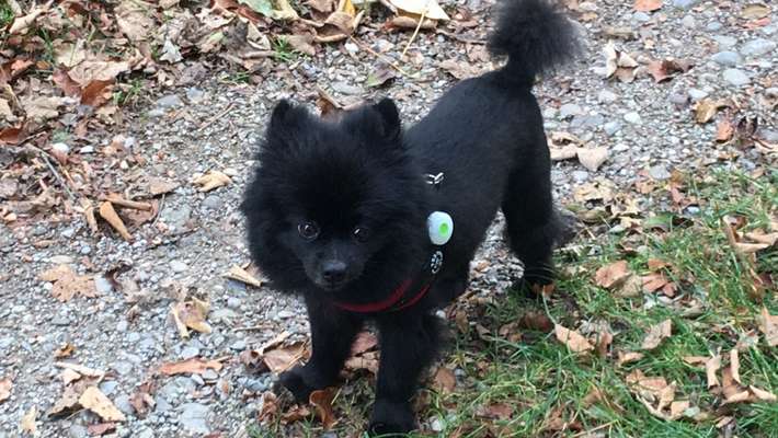 Hundetreffen-Treffen am Altmühlser-Bild