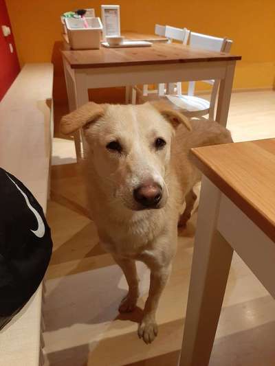 eure Spitznamen für die Vierbeiner-Beitrag-Bild