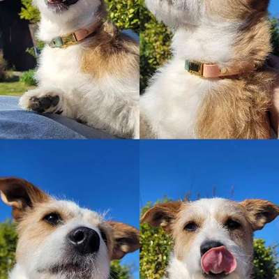 Hundetreffen-Unsicherheit mit anderen Hunden abbauen-Bild