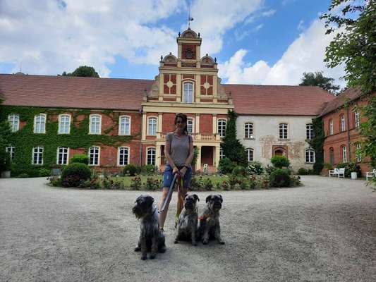 Zwergschnauzer gesucht-Beitrag-Bild