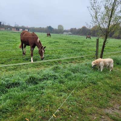 Hundetreffen-Seniorentreffen