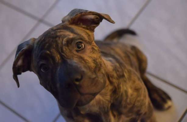 Dogorama Photo Challenge - Portrait-Beitrag-Bild