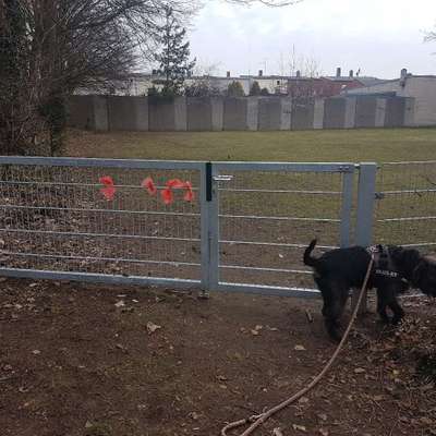 Hundeauslaufgebiet-Am Schevenbarg-Bild