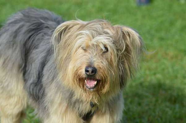 Seltene Rassen!-Beitrag-Bild