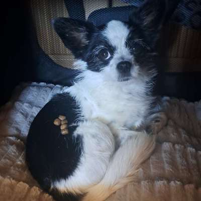 Hundetreffen-Feste gassi/spielpartner