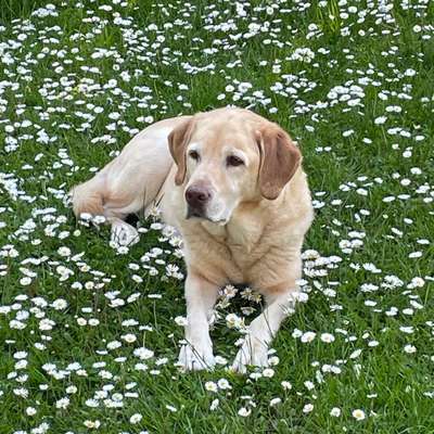 Hundetreffen-Rund um die March, in allen 4 Ortsteilen