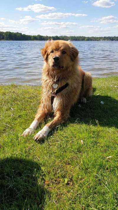 Mischlinge - die beste Rasse die es gibt-Beitrag-Bild