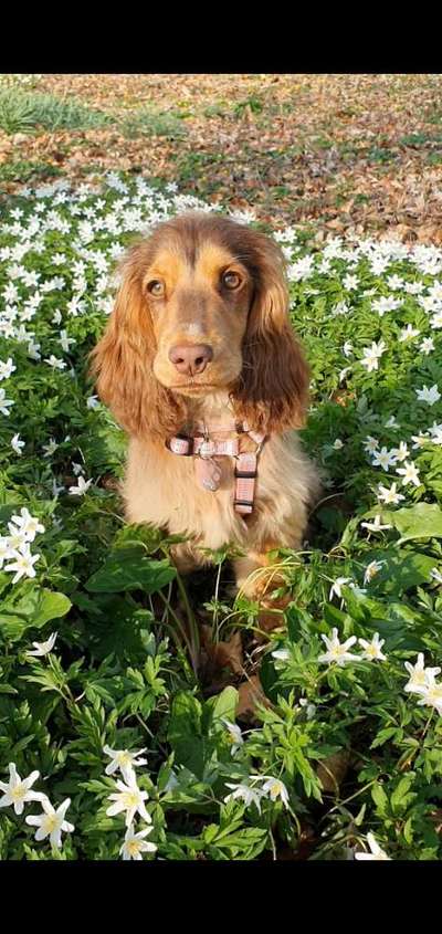 Englisch Cocker Spaniel-Beitrag-Bild