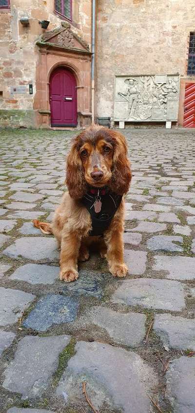 Englisch Cocker Spaniel-Beitrag-Bild
