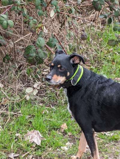 TierschutzhundeStammtisch🐕-Beitrag-Bild