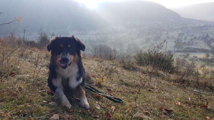 Zeigt her eure Junghunde :)-Beitrag-Bild