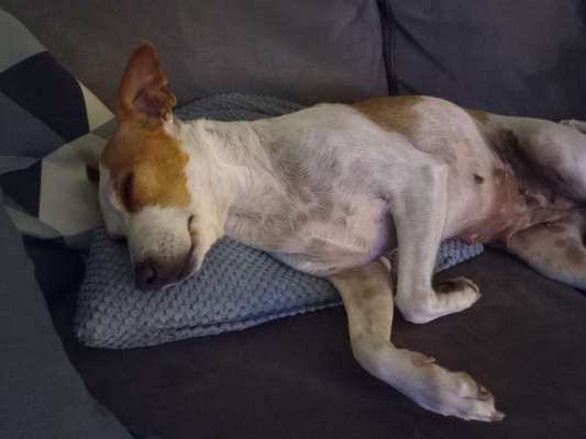 Dansky (Dansk-Svensk Gårdshund)-Beitrag-Bild