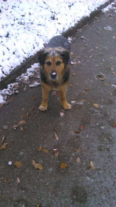 Unsere Fellnasen im Regenbogenland-Beitrag-Bild