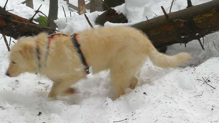 24. Collage-Challenge  *Hund im Schnee*-Beitrag-Bild