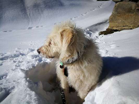 24. Collage-Challenge  *Hund im Schnee*-Beitrag-Bild