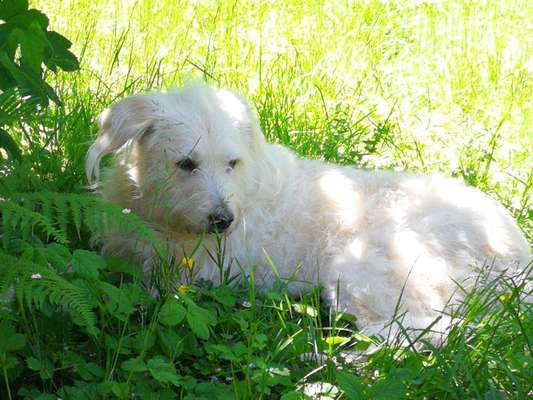 27. Collagen Challenge - Dein Hund mit Blume(n)-Beitrag-Bild