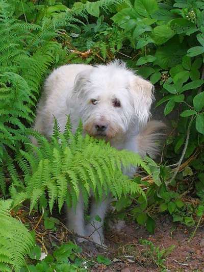 27. Collagen Challenge - Dein Hund mit Blume(n)-Beitrag-Bild