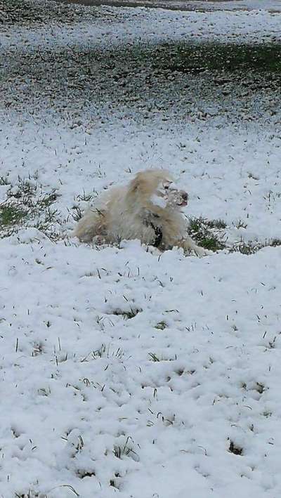 24. Collage-Challenge  *Hund im Schnee*-Beitrag-Bild