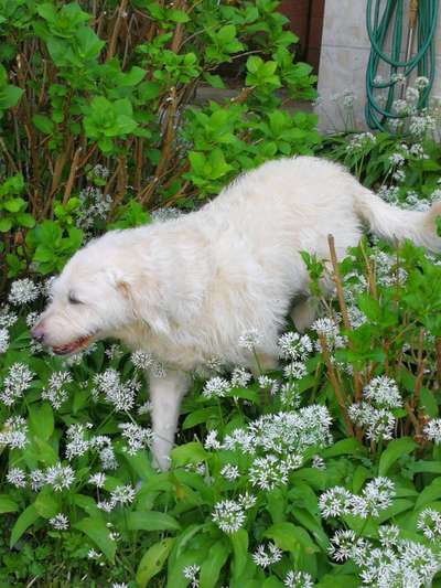 27. Collagen Challenge - Dein Hund mit Blume(n)-Beitrag-Bild