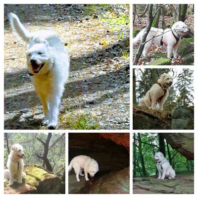 29. Collagen Challenge - Wandern mit Hund-Beitrag-Bild