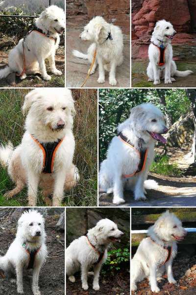 23. Collagen-Challenge: Portraits-Beitrag-Bild