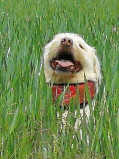 Farben Fotochallenge Thema ,,Grün"-Beitrag-Bild