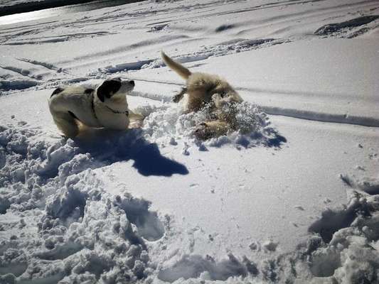 24. Collage-Challenge  *Hund im Schnee*-Beitrag-Bild