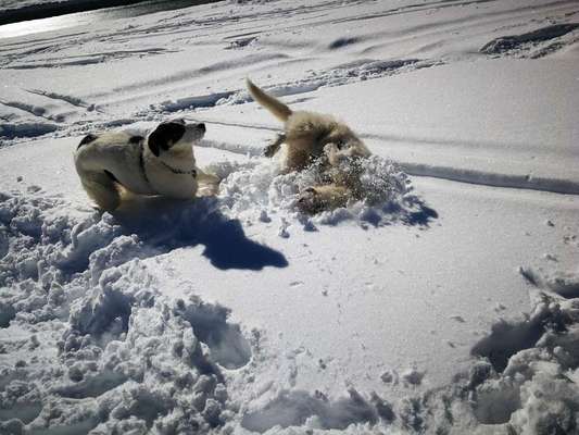 24. Collage-Challenge  *Hund im Schnee*-Beitrag-Bild