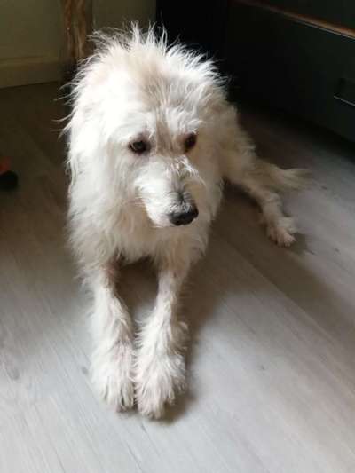 Unsere Fellnasen im Regenbogenland-Beitrag-Bild