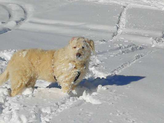 24. Collage-Challenge  *Hund im Schnee*-Beitrag-Bild