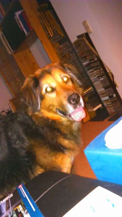 Unsere Fellnasen im Regenbogenland-Beitrag-Bild