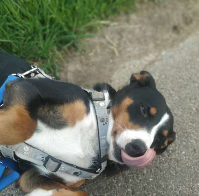 Tongue Out Tuesday-Beitrag-Bild