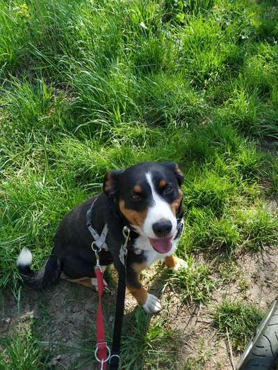 Appenzeller Sennenhunde-Beitrag-Bild