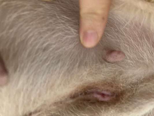 Probleme mit der Narbe nach Kastration-Beitrag-Bild