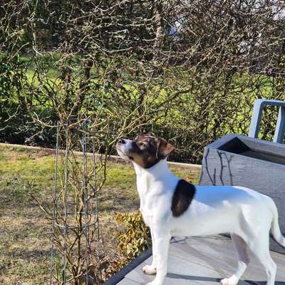 Hundetreffen-6 Monate alte Dansky sucht Anschluss-Bild