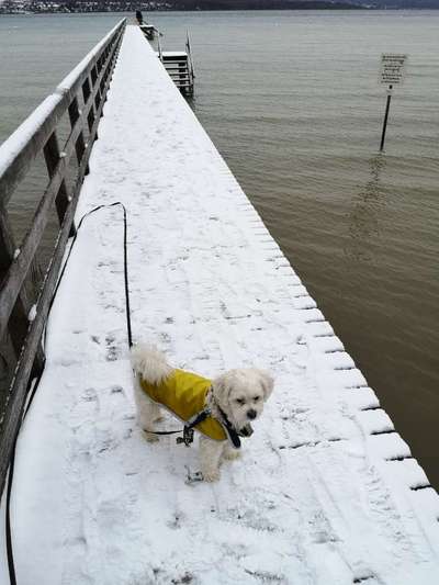 Wie heißt dein Hund?-Beitrag-Bild