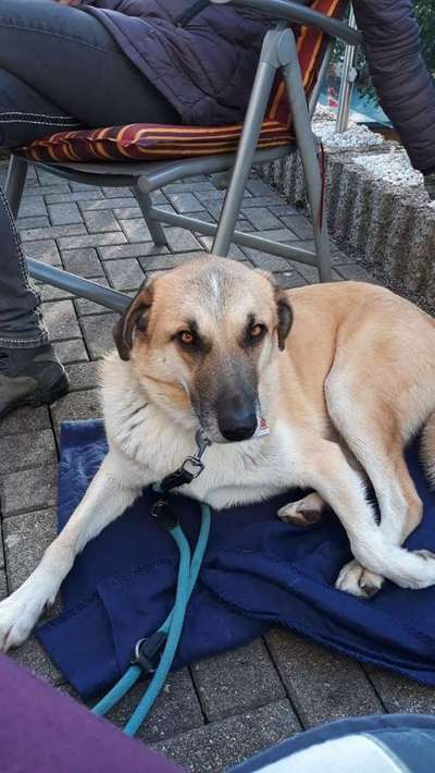 Mischlinge - die beste Rasse die es gibt-Beitrag-Bild