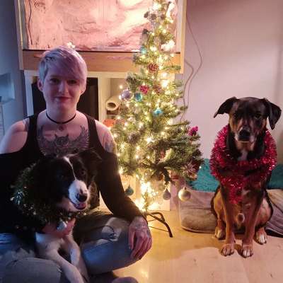 Hundetreffen-Gassi gehen mit vielen Hunden