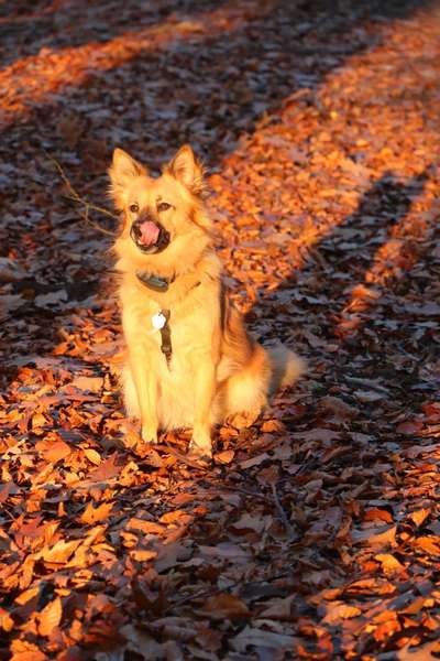 Harzer Fuchs-Beitrag-Bild