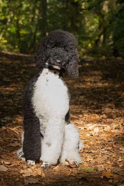 Hundetreffen-Treffen zum spielen und gemeinsames laufen-Bild