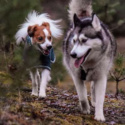Hundetreffen-Social Walk-Bild