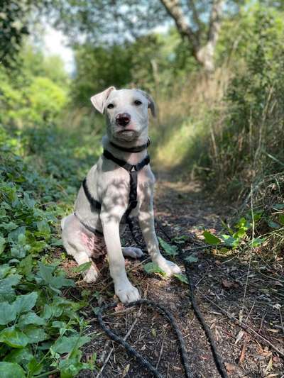 Rasse meines Tierschutzhundes-Beitrag-Bild