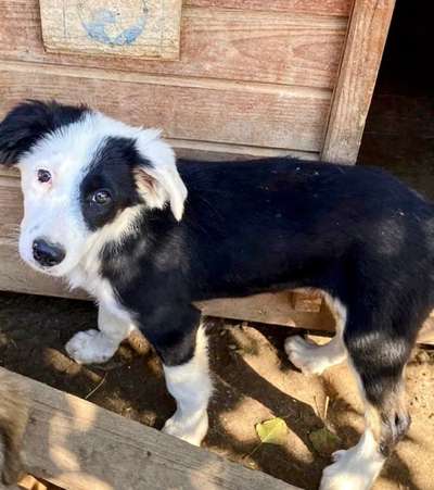 Tierschutzhunde suchen ein Zuhause-Beitrag-Bild
