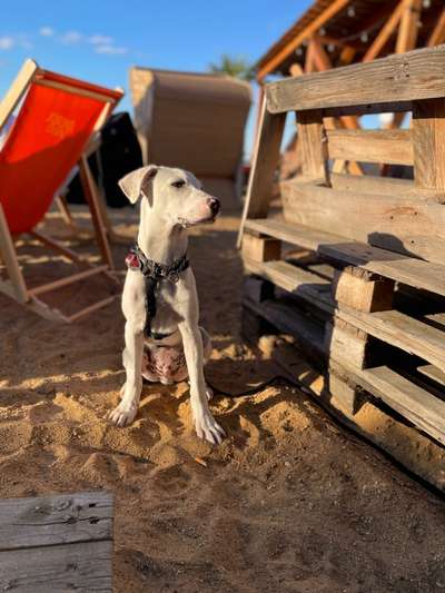 Kleine Hunde ganz Groß-Beitrag-Bild