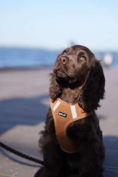 Englisch Cocker Spaniel-Beitrag-Bild