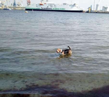 Dogorama-Monats-Challenge-Mai "Wasser"-Beitrag-Bild