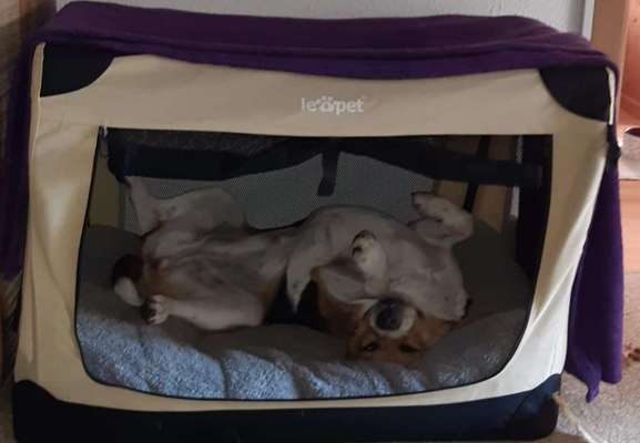 Die Dogorama Wochen Challenge-Beitrag-Bild