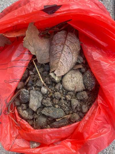 Giftköder-Giftköder auf Erde mit Metallspahnen-Bild