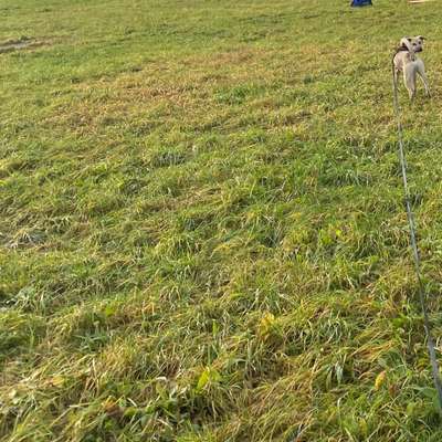 Hundetreffen-Gassi im schönen Bürgel :)-Bild