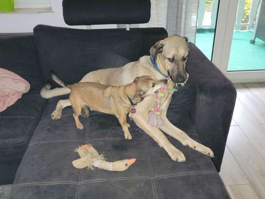 Kangal Fans ! ! ! !-Beitrag-Bild